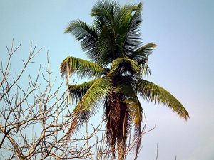 Coconut tree remedy psoriasis naturally