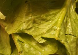 Foods-That-Reduce-Inflammation-Naturally-all-about-romaine-lettuce-close-up