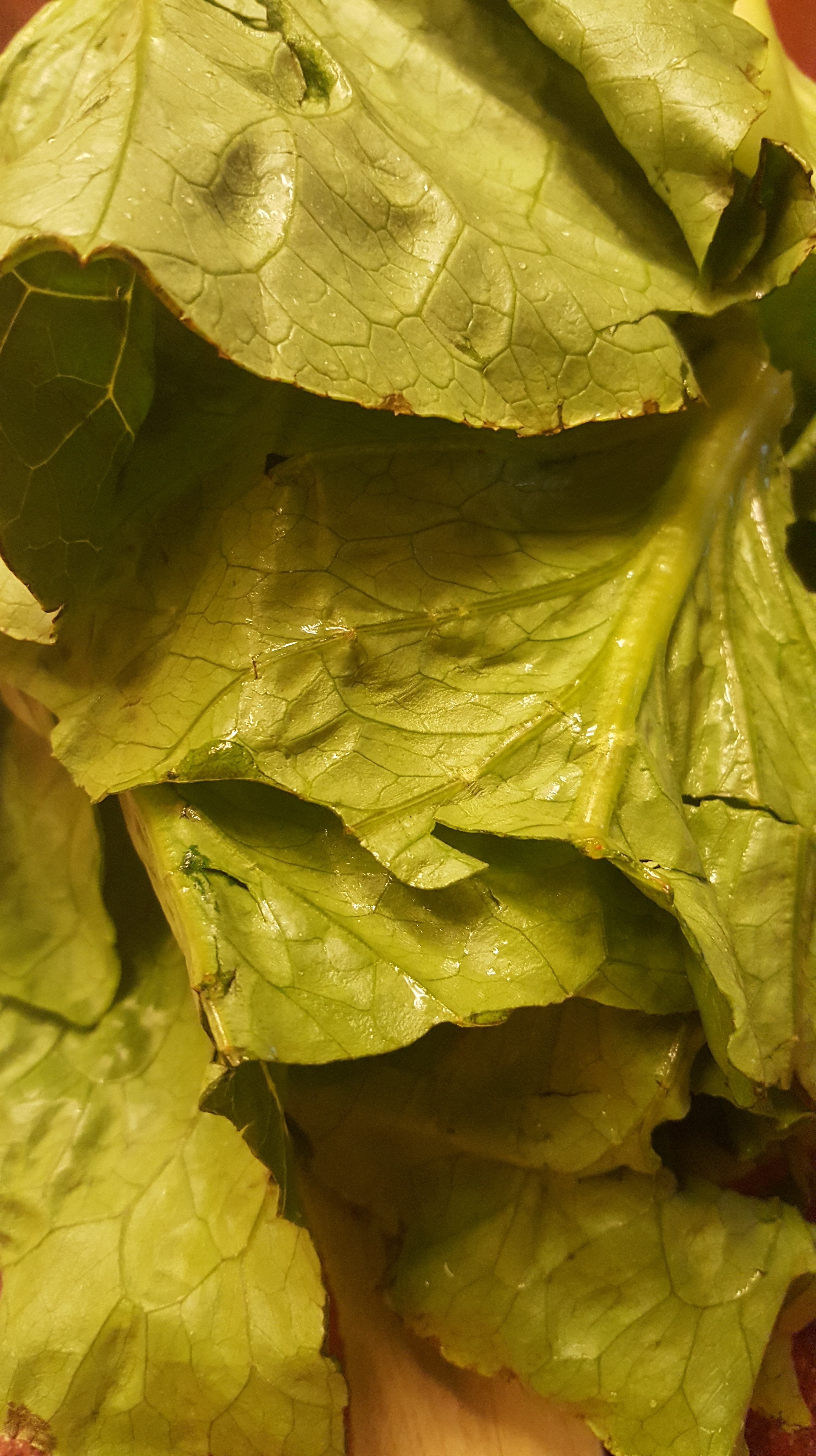 Foods-That-Reduce-Inflammation-Naturally-all-about-romaine-lettuce-close-up